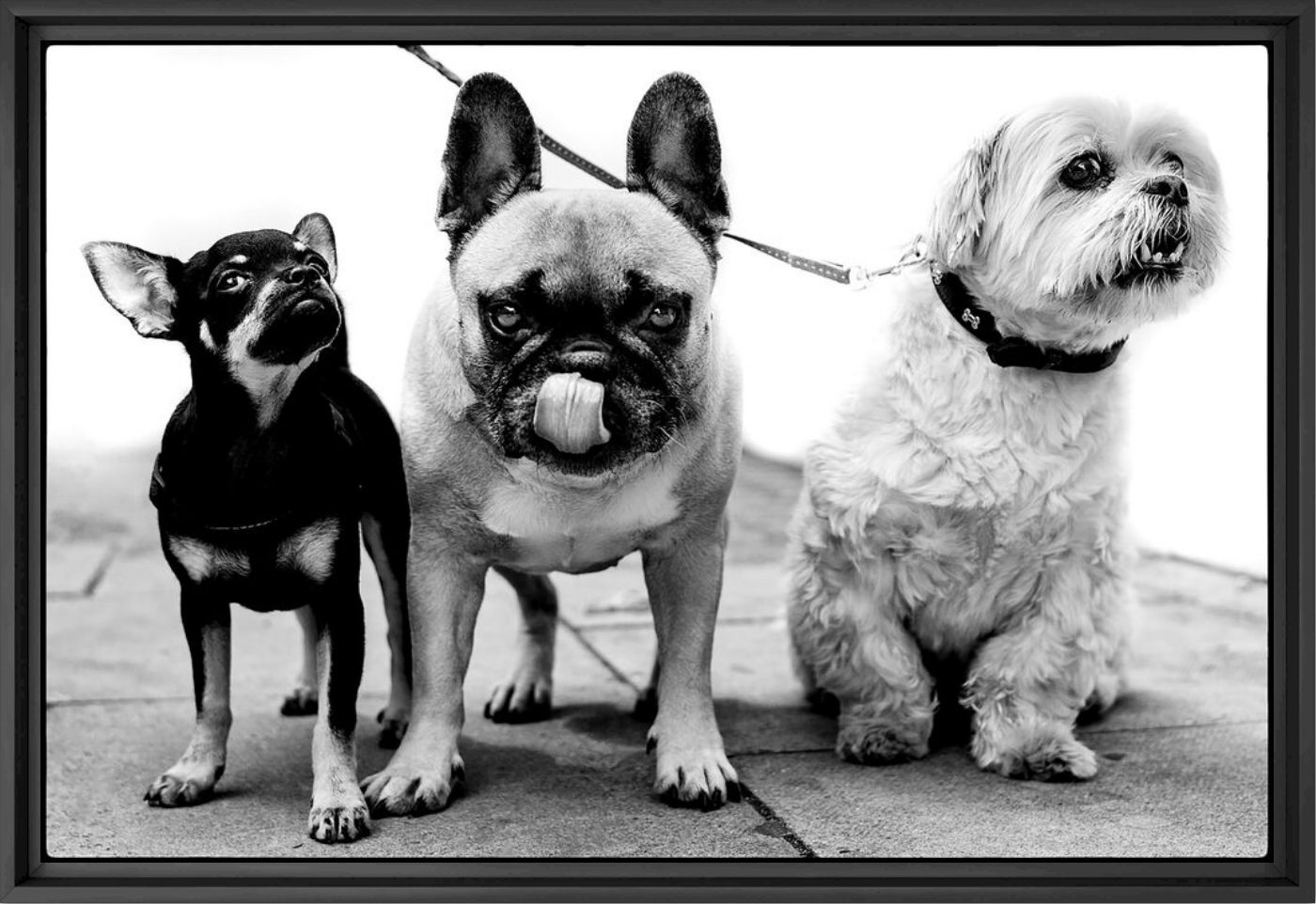 Troublesome trio - Alan Schaller - Photographie