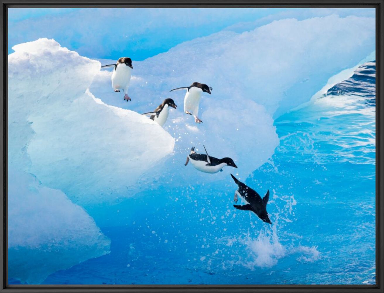 Adelie penguins - ANDREW PEACOCK - Photographie