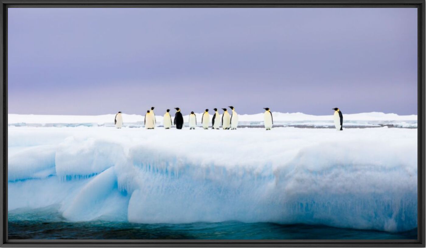 Emperor penguins - ANDREW PEACOCK - Photographie