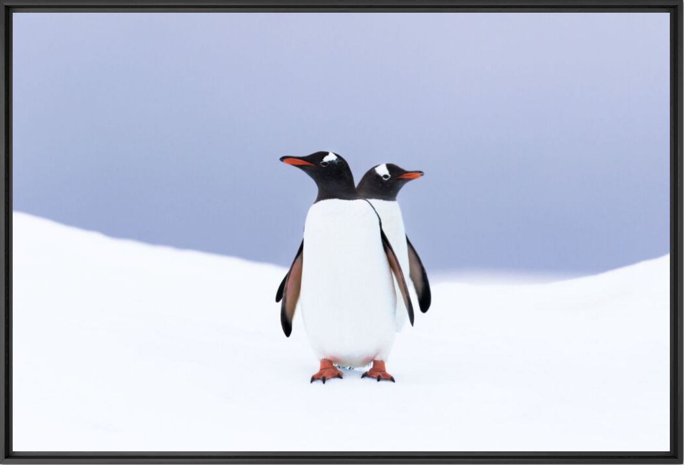 Gentoo penguins - ANDREW PEACOCK - Photographie