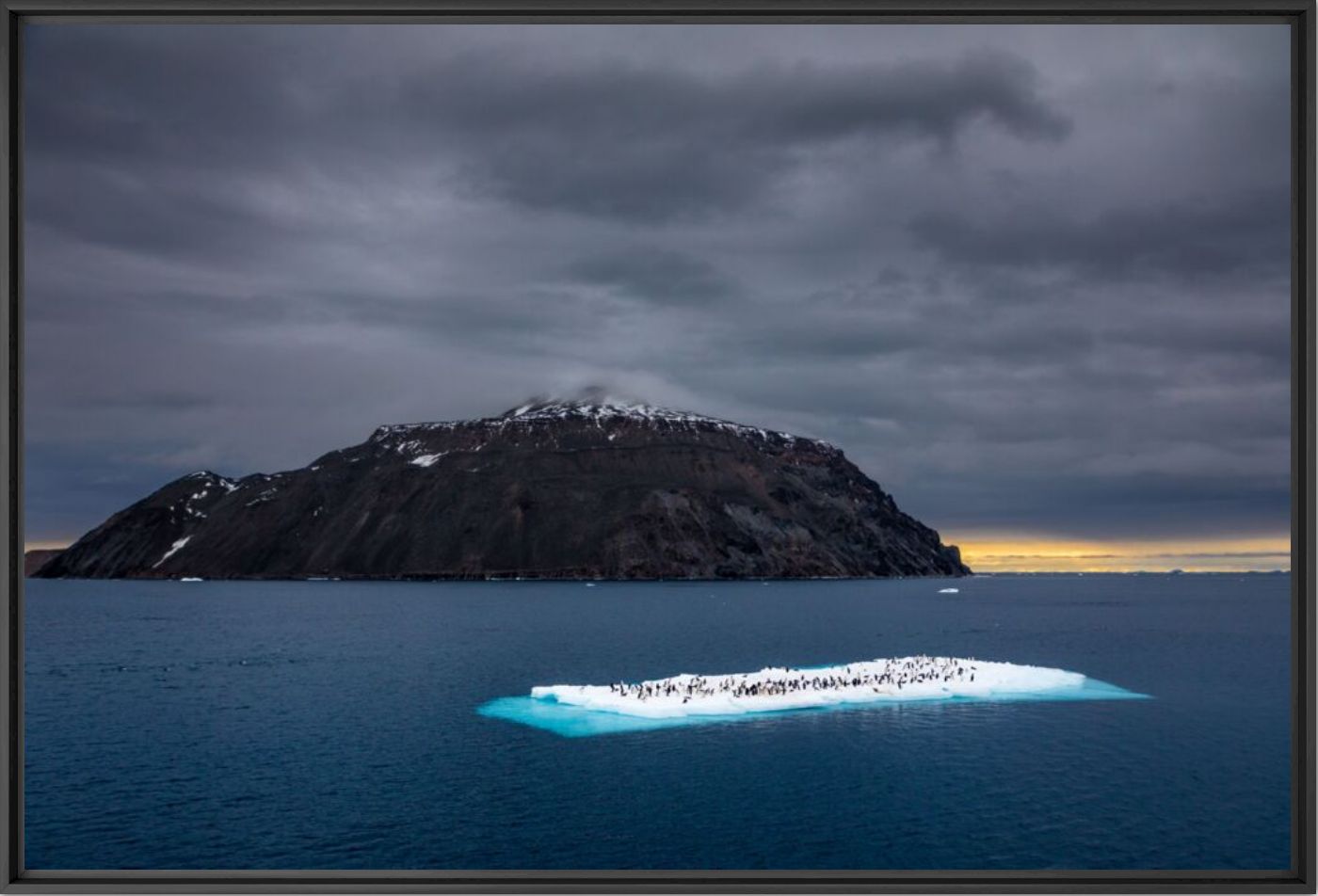 Penguin raft - ANDREW PEACOCK - Photographie