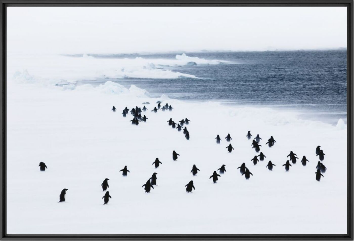 Penguin storm - ANDREW PEACOCK - Fotograf&iacute;a