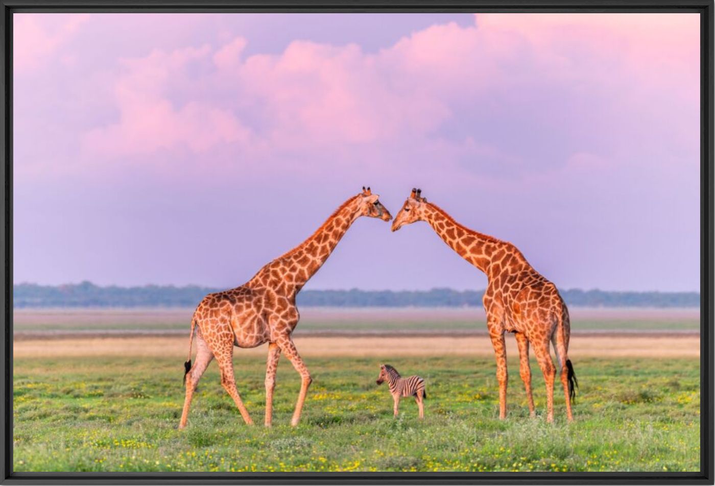 Between giants - Anette Mossbacher - Fotograf&iacute;a