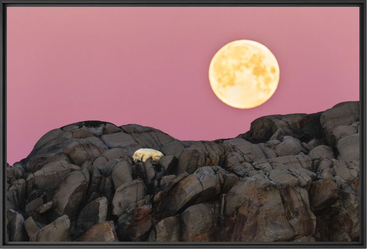 Under the Arctic moon - Anette Mossbacher - Photographie