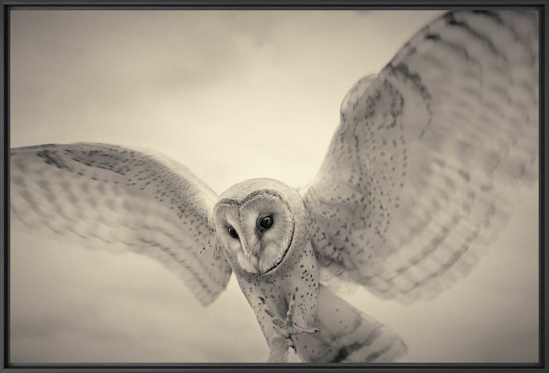 Barn owl - ANTTI VIITALA - Photographie