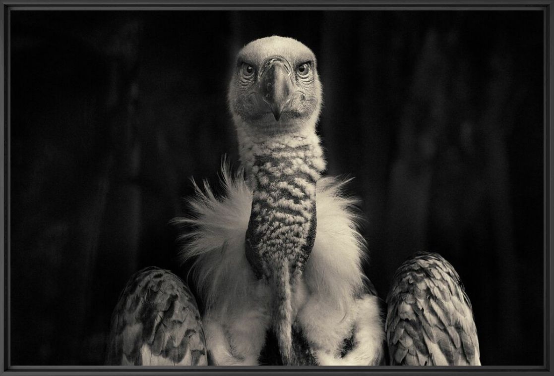 Vulture - ANTTI VIITALA - Photographie