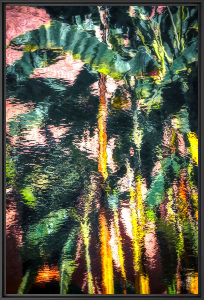 Palm tree reflections - BERNHARD HARTMANN - Fotografia