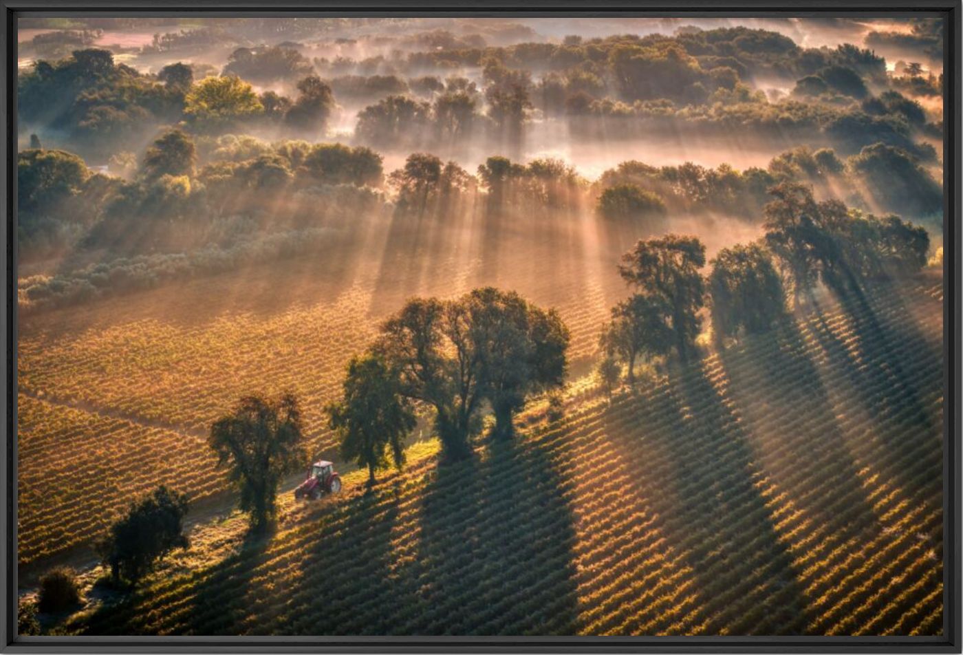 Provence Domain in Cote d Azur morning fog - BERNHARD HARTMANN - Photographie