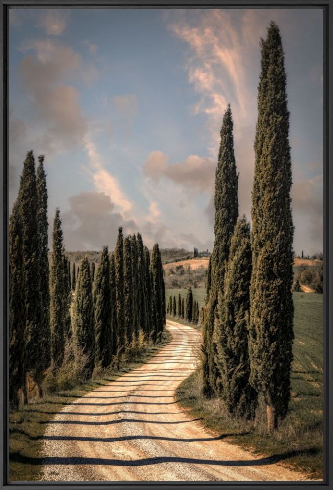 The Cypress road - BERNHARD HARTMANN - Fotografia