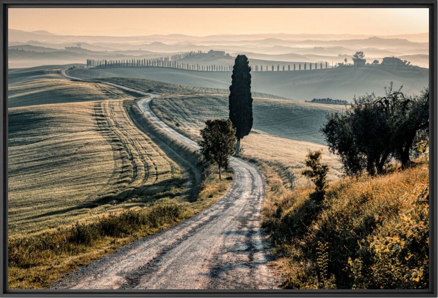The winding Cypress Road - BERNHARD HARTMANN - Fotograf&iacute;a