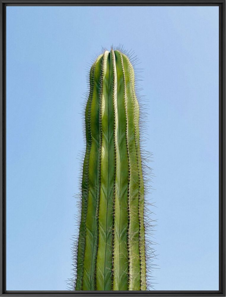Study on sexes spiky and independent - C&eacute;cilia Pignocchi - Photographie