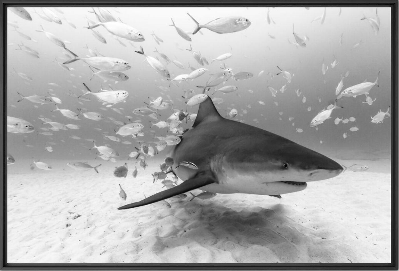 BULL SHARK AT PLAYA - CHRISTIAN VIZL - Photographie