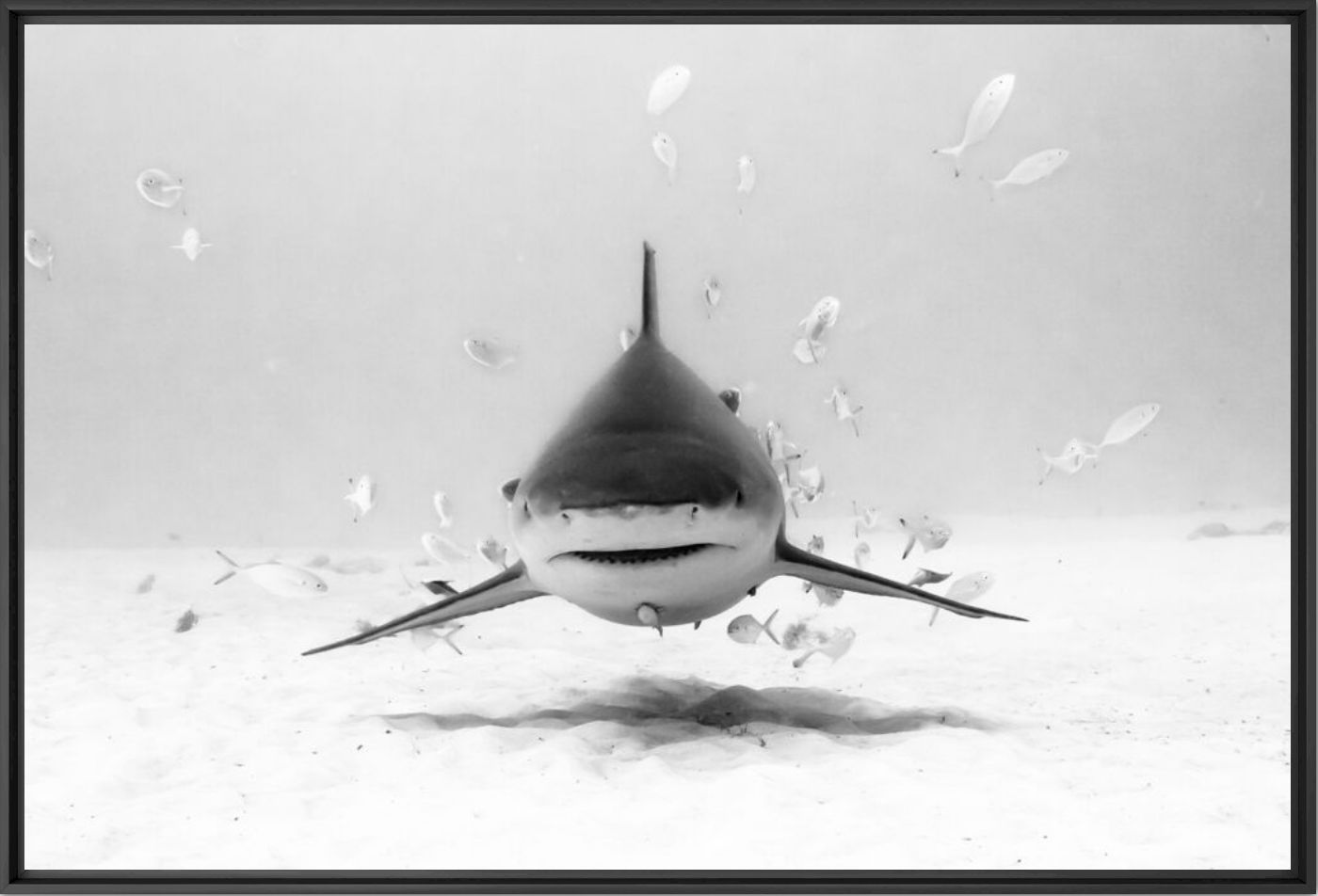 Into the gaze - CHRISTIAN VIZL - Photographie