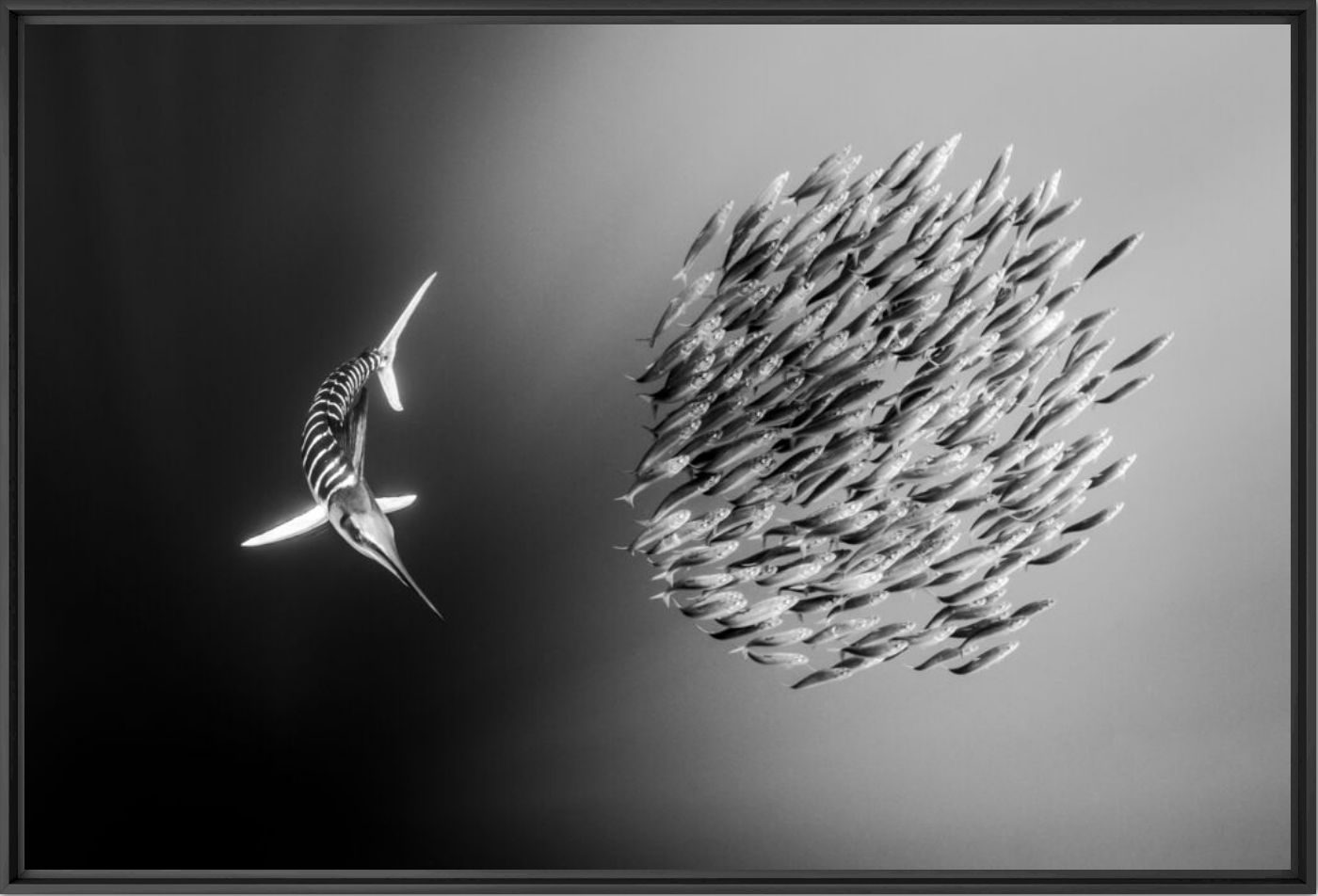 Predator and pulse - CHRISTIAN VIZL - Photographie