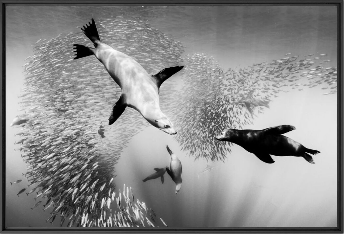 Spiral of life - CHRISTIAN VIZL - Photographie