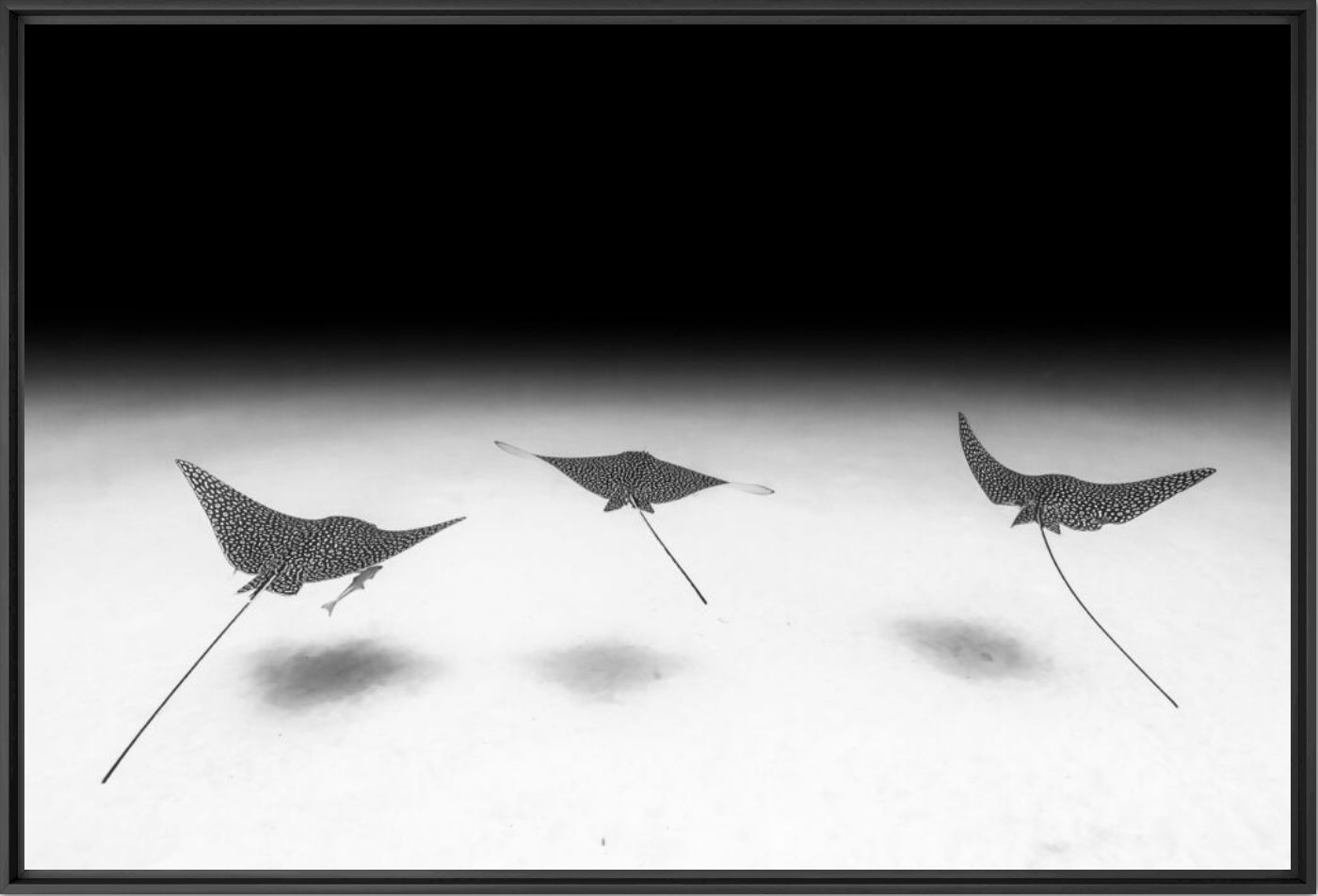Whispers of flight - CHRISTIAN VIZL - Fotograf&iacute;a