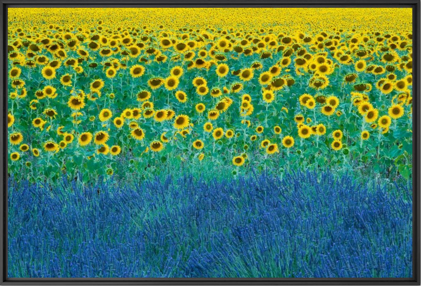 Tournesol et lavande - David Clapp - Fotografie