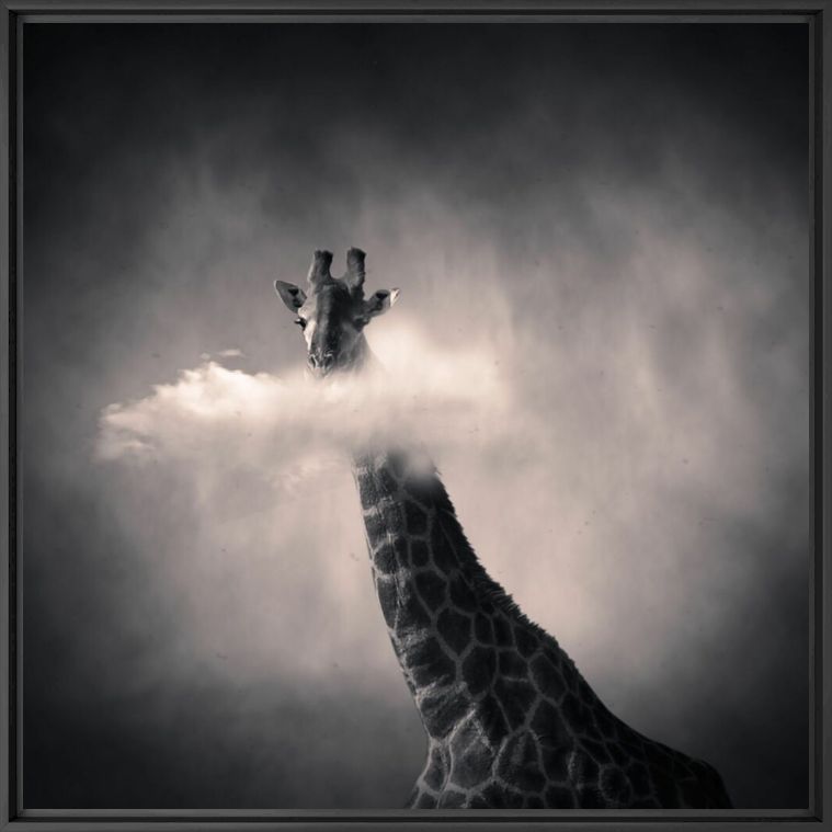 Girafe - DENIS OLIVIER - Photographie
