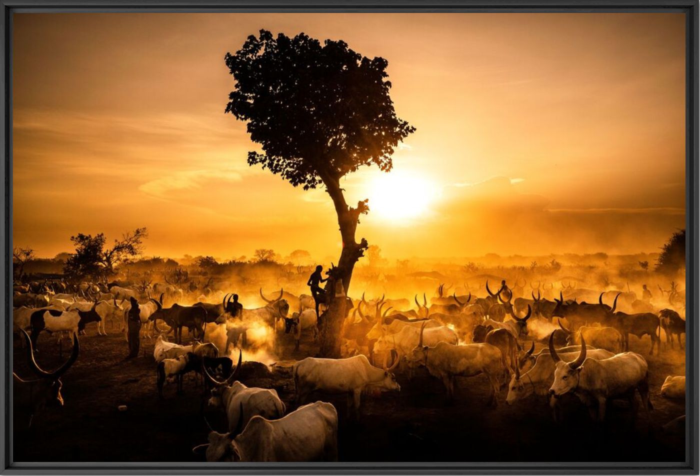 Wisdom tree - ESTEBAN TORO - Photographie