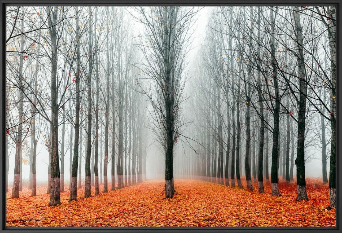 First in the Line - EVGENI DINEV - Fotografia
