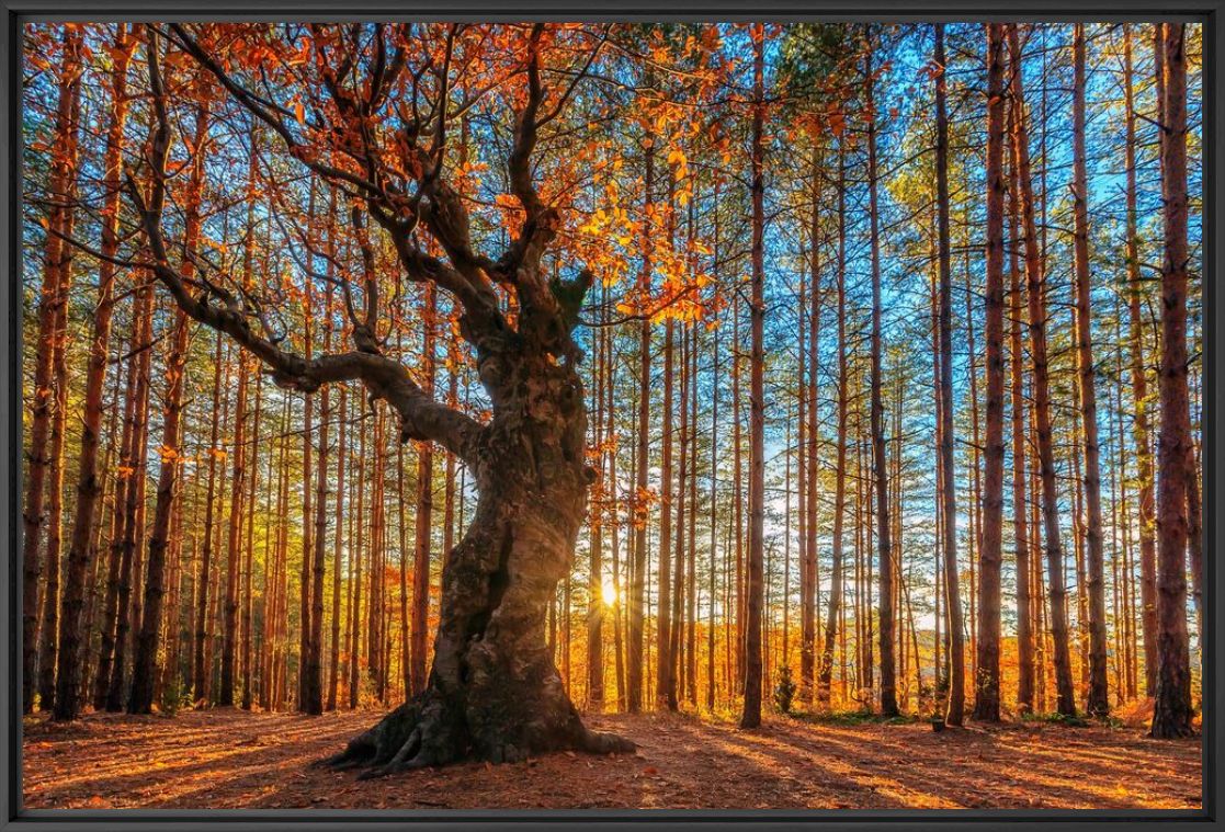 The King of the Forest - EVGENI DINEV - Fotografia