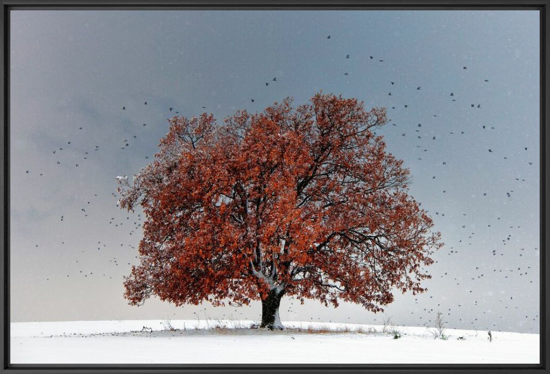Tree of Life - EVGENI DINEV - Fotografia