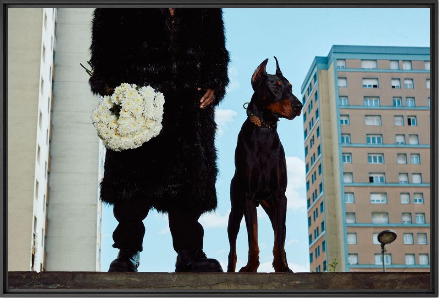 Dog life - Fifou  - Photograph