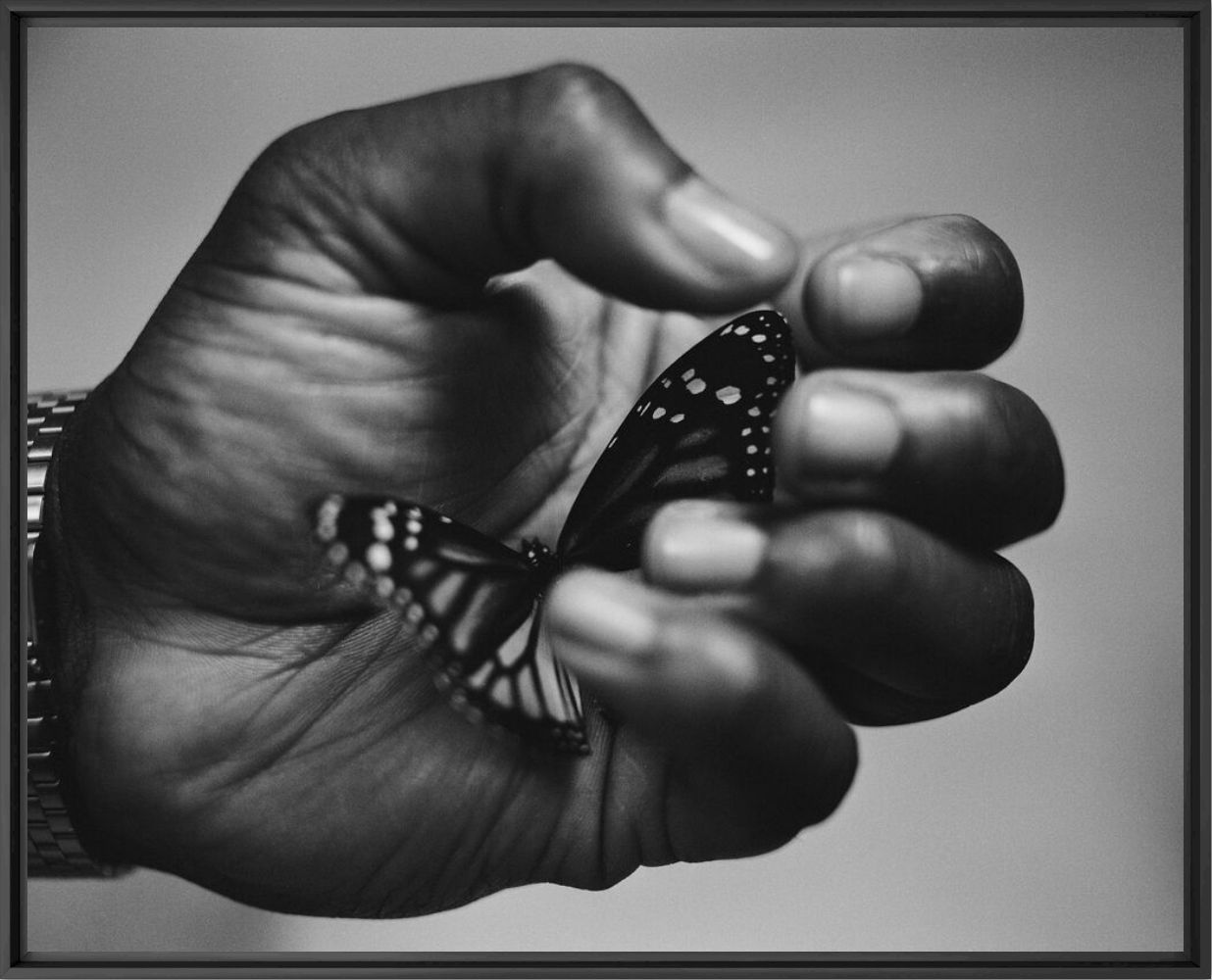 The butterfly - Fifou  - Photograph