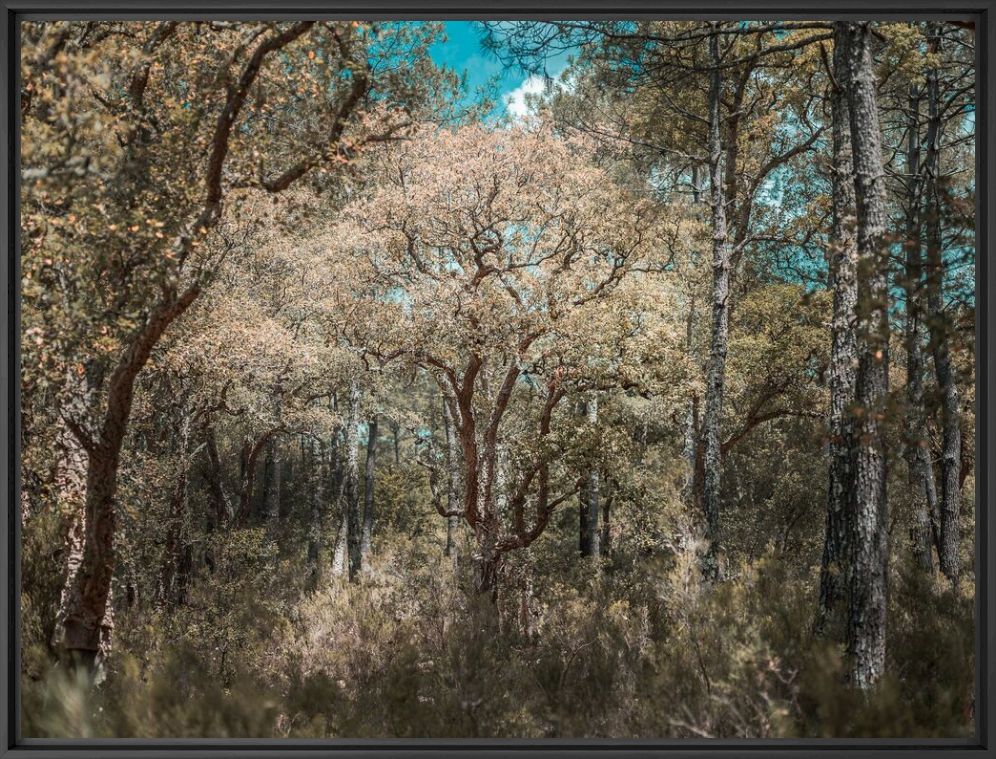 THE TREES - HEROD BECEN - Photographie