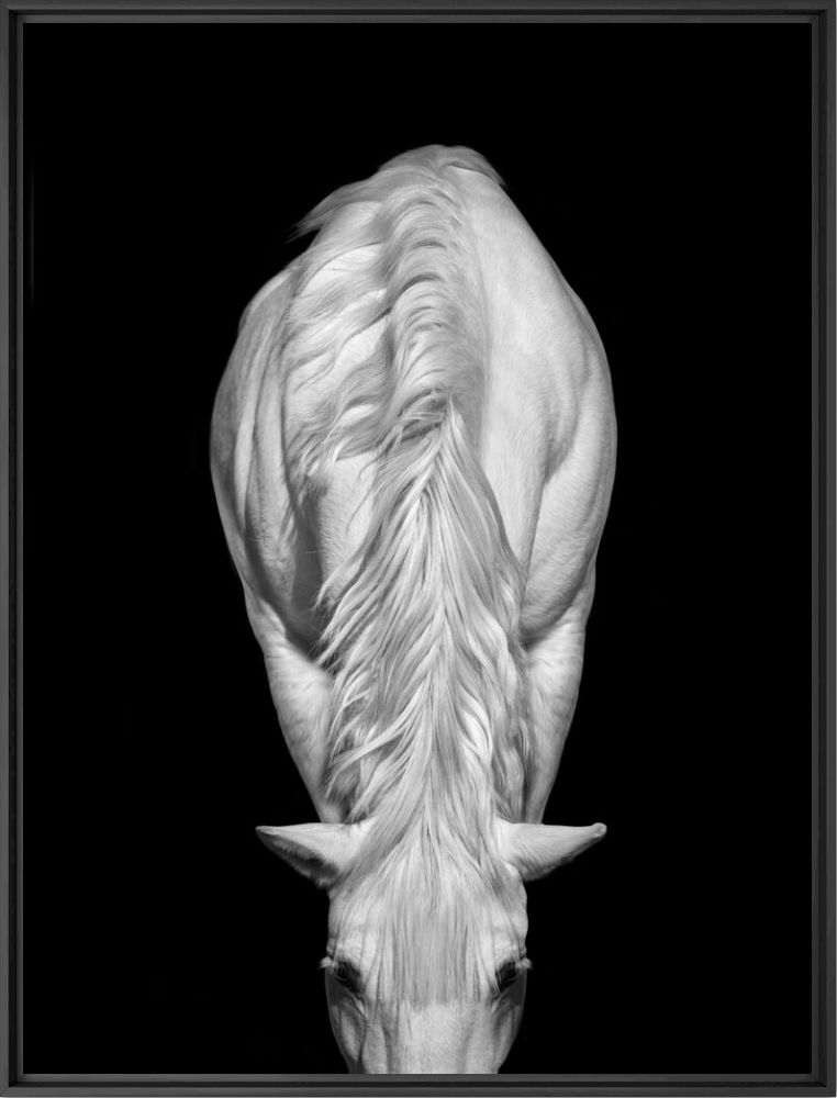 Cheval blanc 2  - Irina Kazaridi - Photographie
