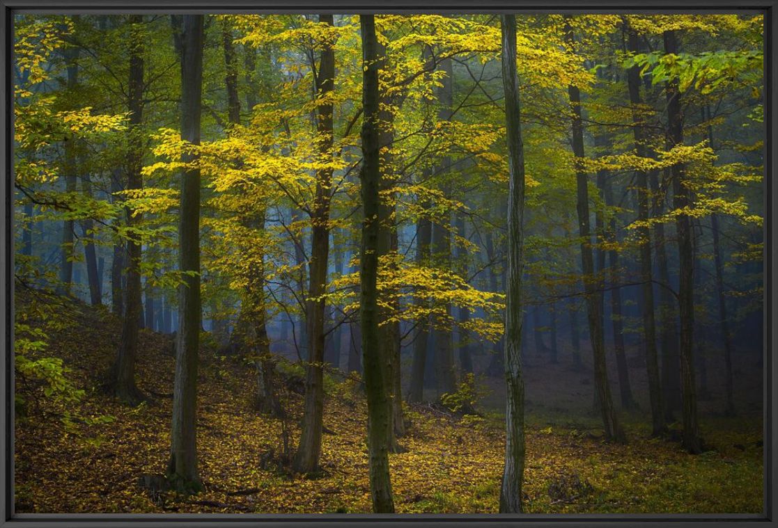 MYSTERIOUS POWER OF THE FOREST - JANEK SEDLAR - Fotografie