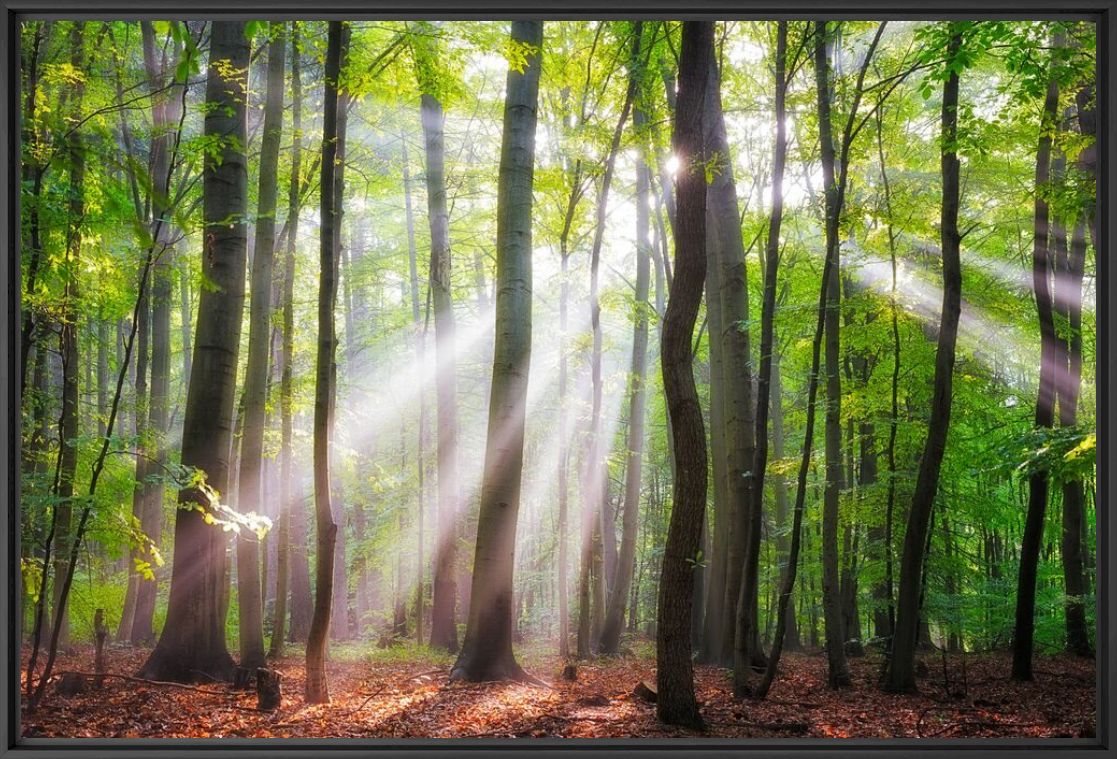 WHEN THE SUN SHINES ON YOUR WAY - JANEK SEDLAR - Fotografie