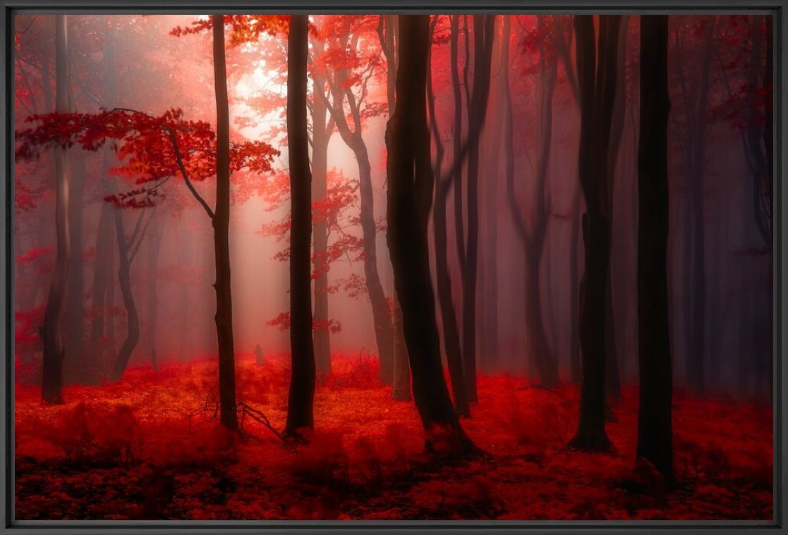 Where No Words Needed - JANEK SEDLAR - Fotografia
