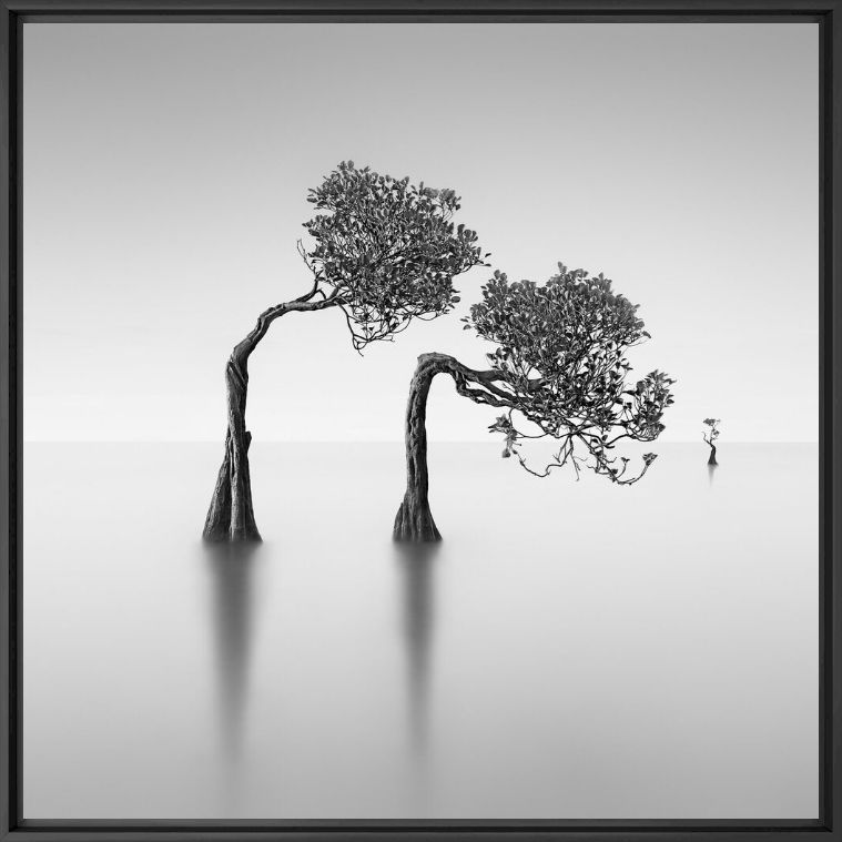 Dancing Mangrove Trees 2 -  JEFFLIN - Fotografie