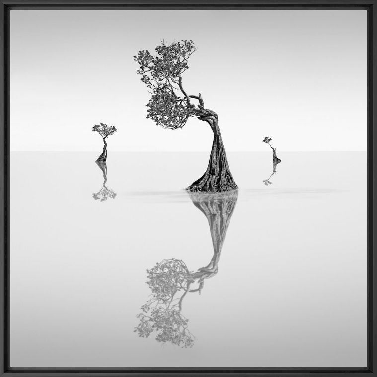 Dancing Mangrove Trees 5 -  JEFFLIN - Photographie