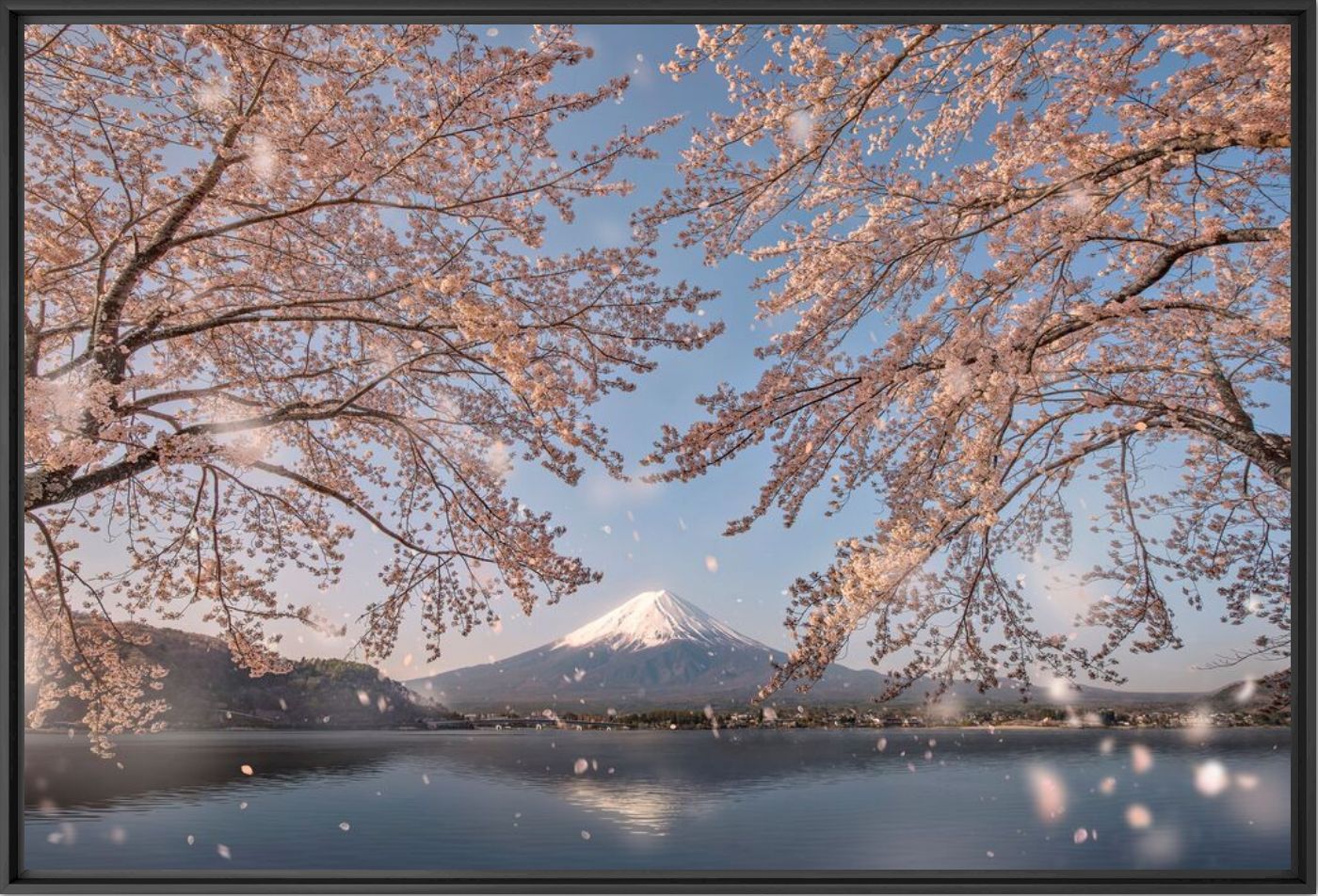 Sakura's embrance  -  JKBOY - Fotograf&iacute;a
