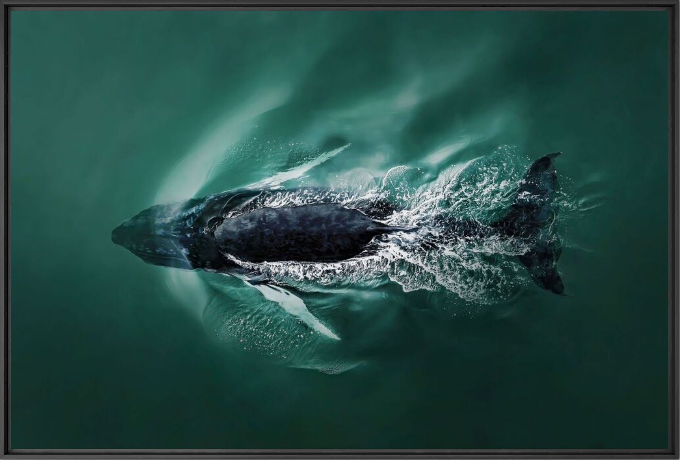 Ocean diving - Joanna Steidle - Photograph