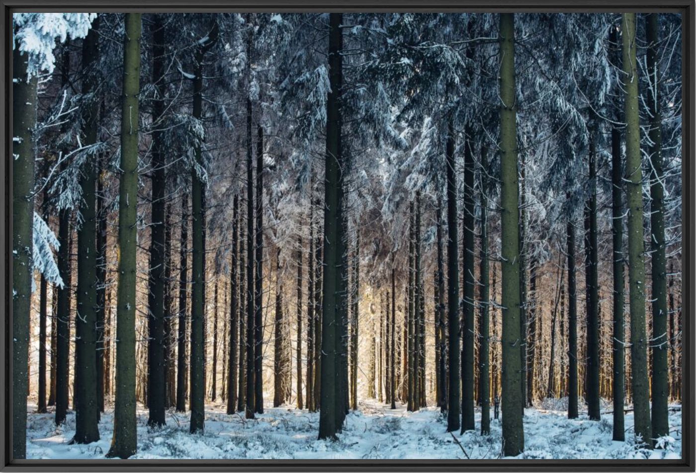 Winter cathedral - Johan Lolos - Photographie