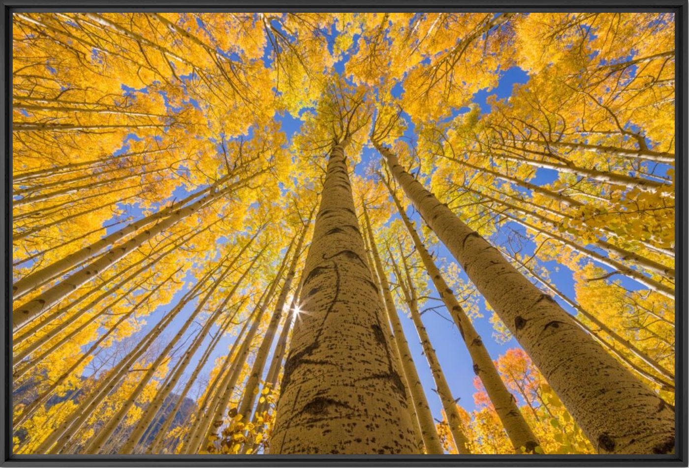 GOLDEN ASPEN CANOPIES I -  JOHN EASTCOTT ET YVA MOMATIUK - Fotografie