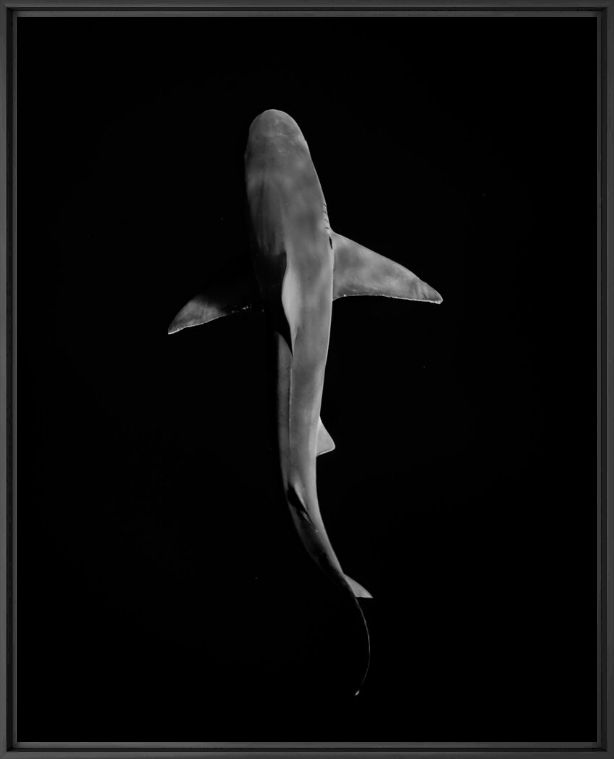 DARK SHARK - JOHN KOWITZ - Fotografie