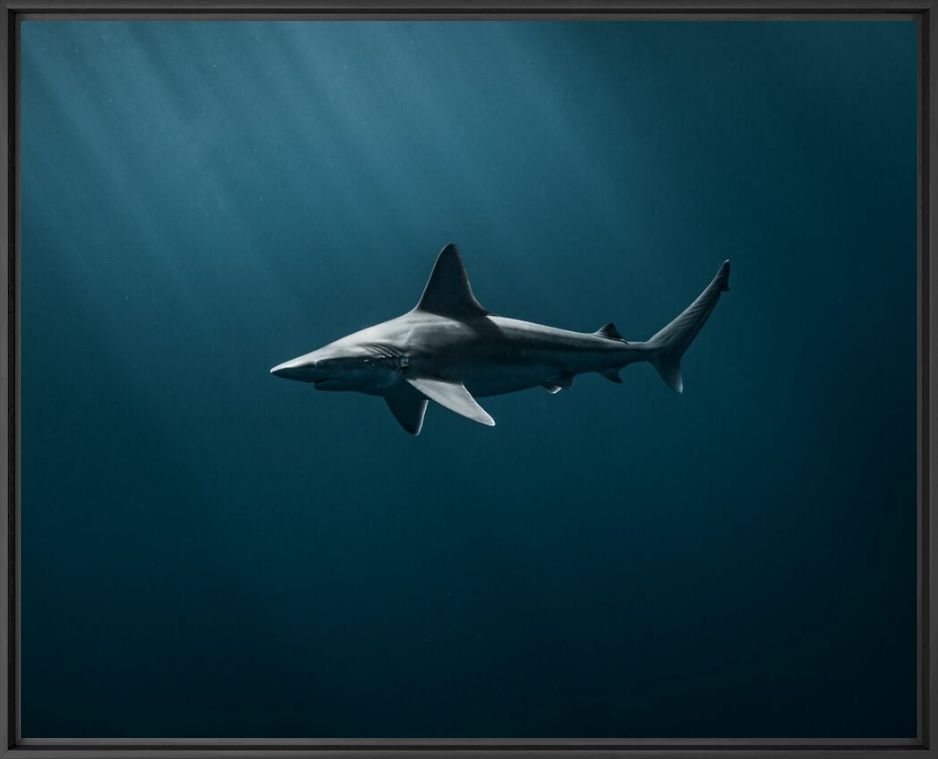 SUNSET SHARK - JOHN KOWITZ - Fotografie