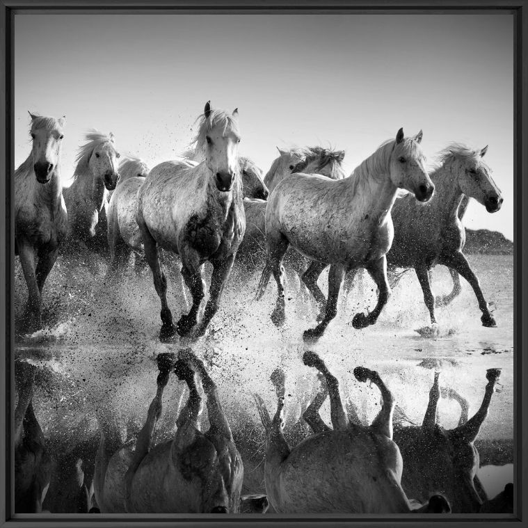 Horses and reflexions - JONATHAN CHRITCHLEY - Photograph
