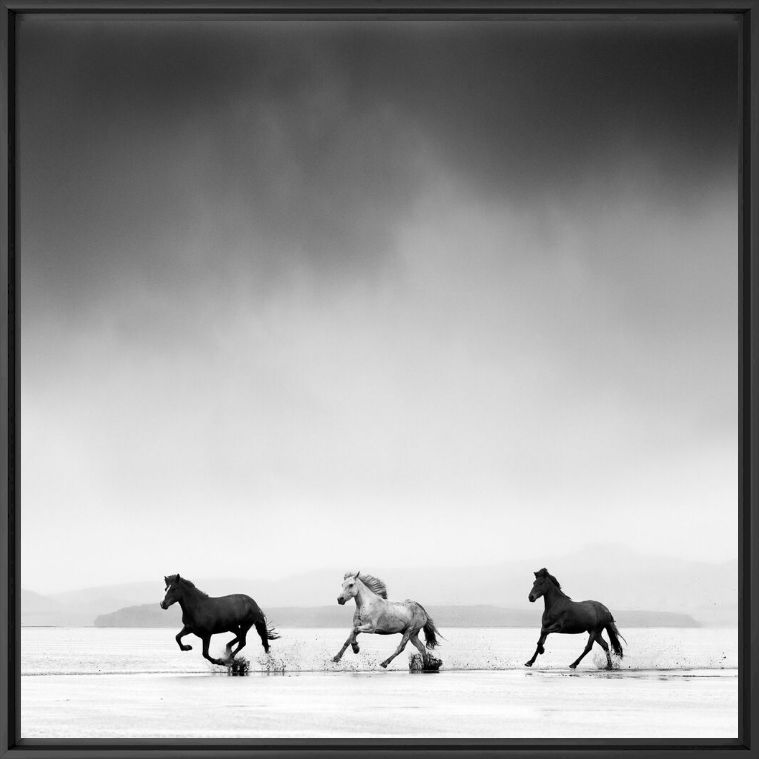Three horses - JONATHAN CHRITCHLEY - Photograph