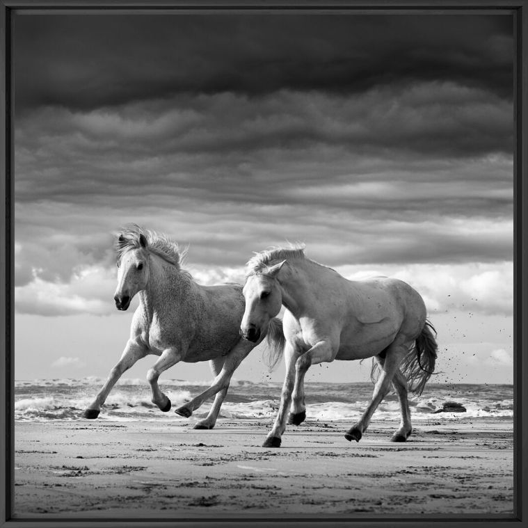 Two stallions playing - JONATHAN CHRITCHLEY - Photograph