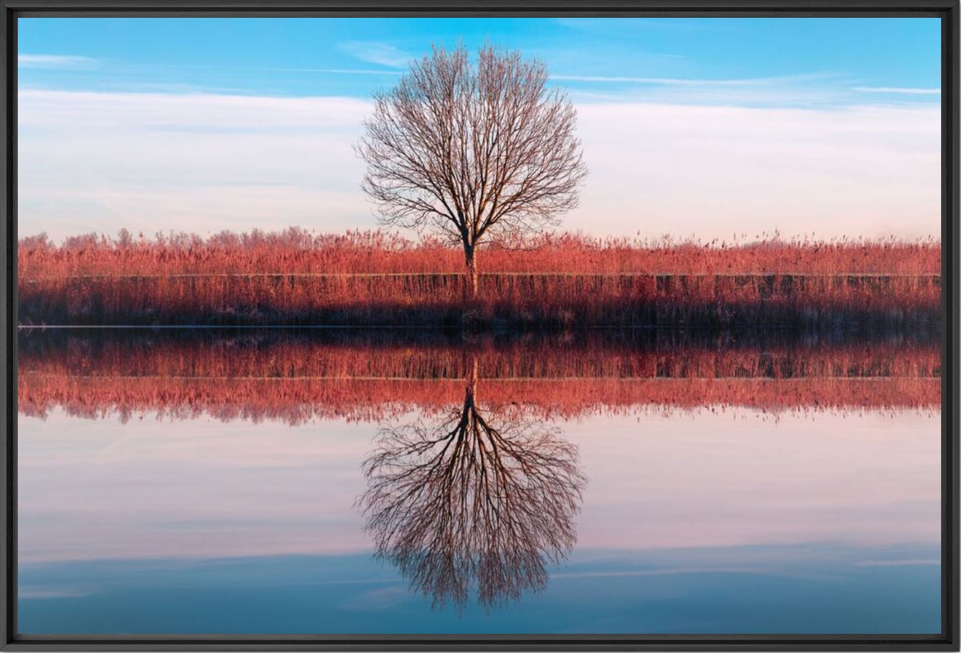 Red and Cyan Tree  - Juan Pablo De Miguel - Fotografia