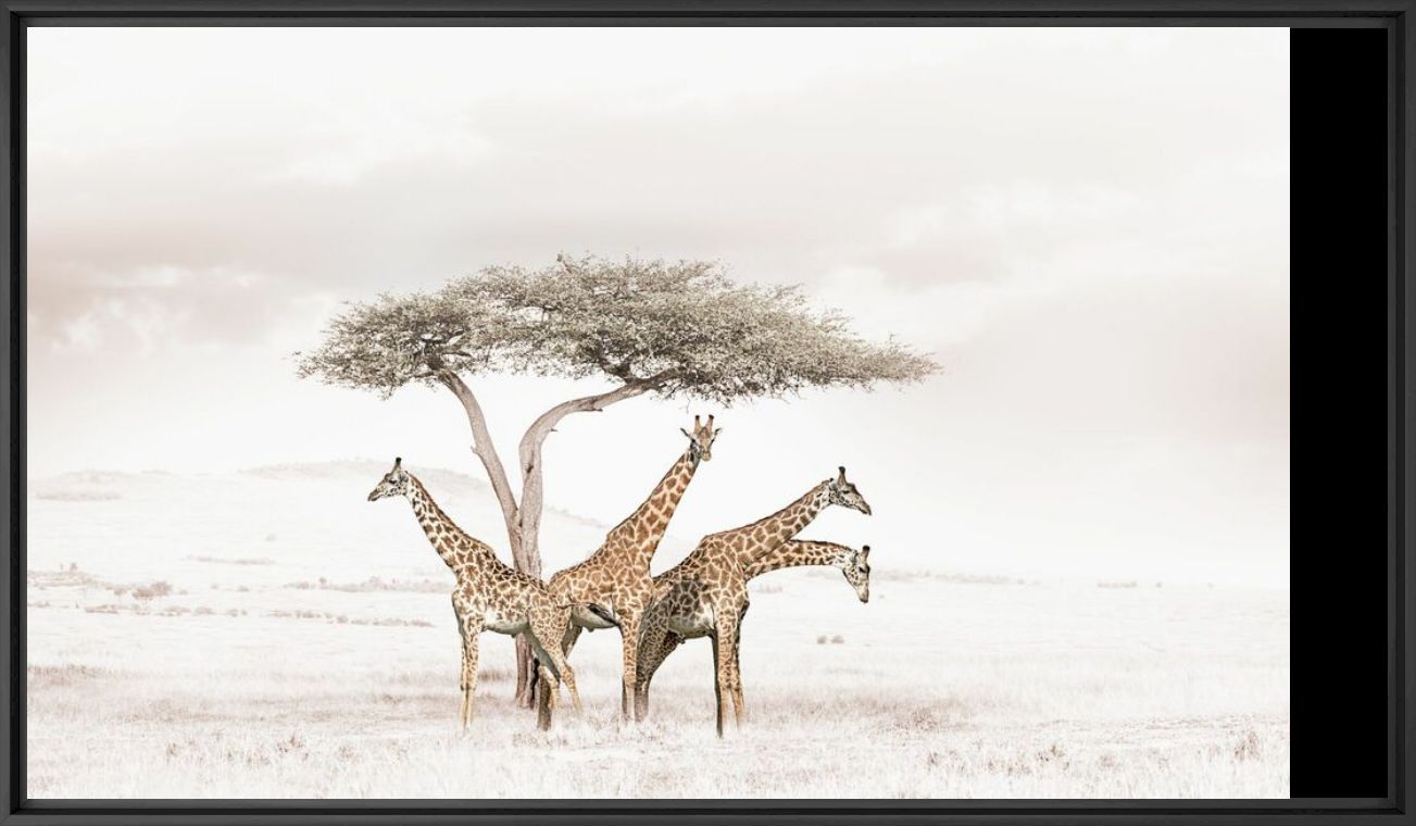 GATHERING GIRAFFES - KLAUS TIEDGE - Photograph