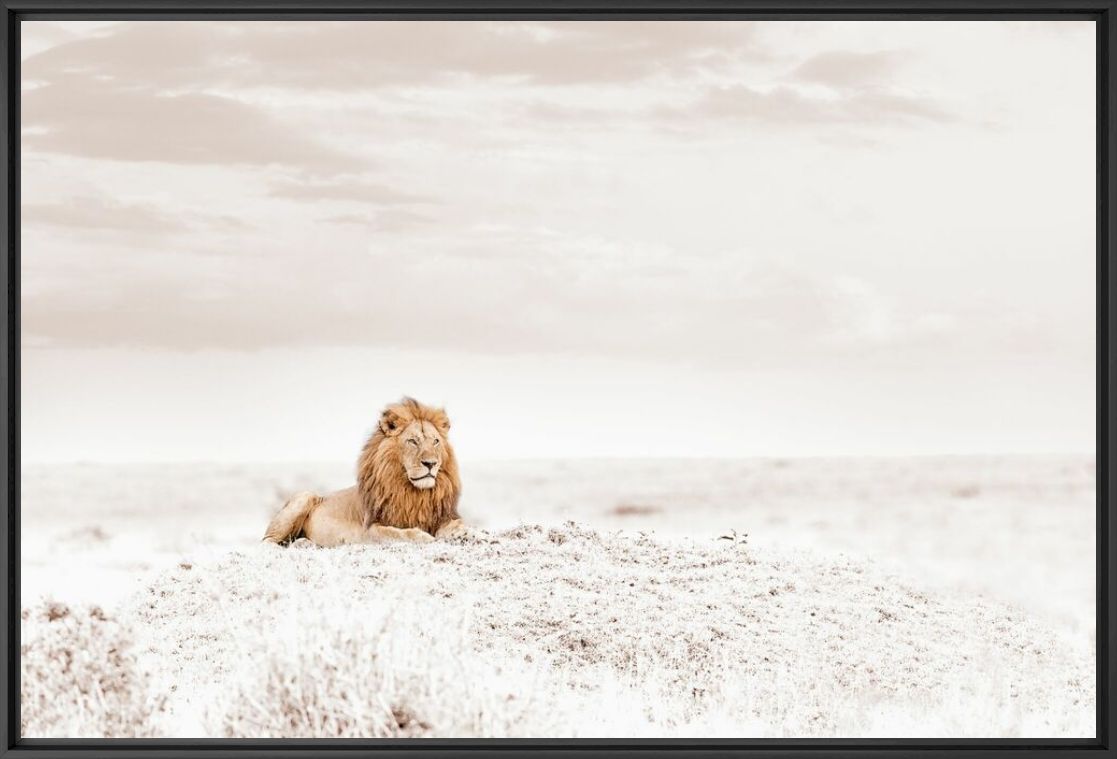 OBSERVING LION - KLAUS TIEDGE - Photograph