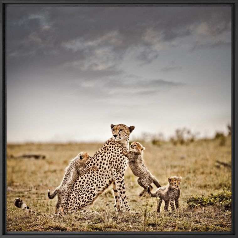 PRIDE AND JOY I - KLAUS TIEDGE - Photograph