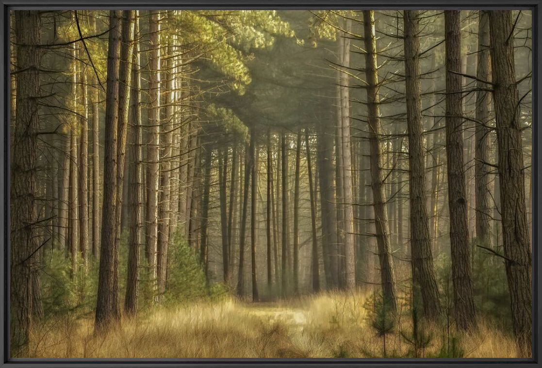 Photograph KALMTHOUT - LARS VAN DE GOOR - Picture painting
