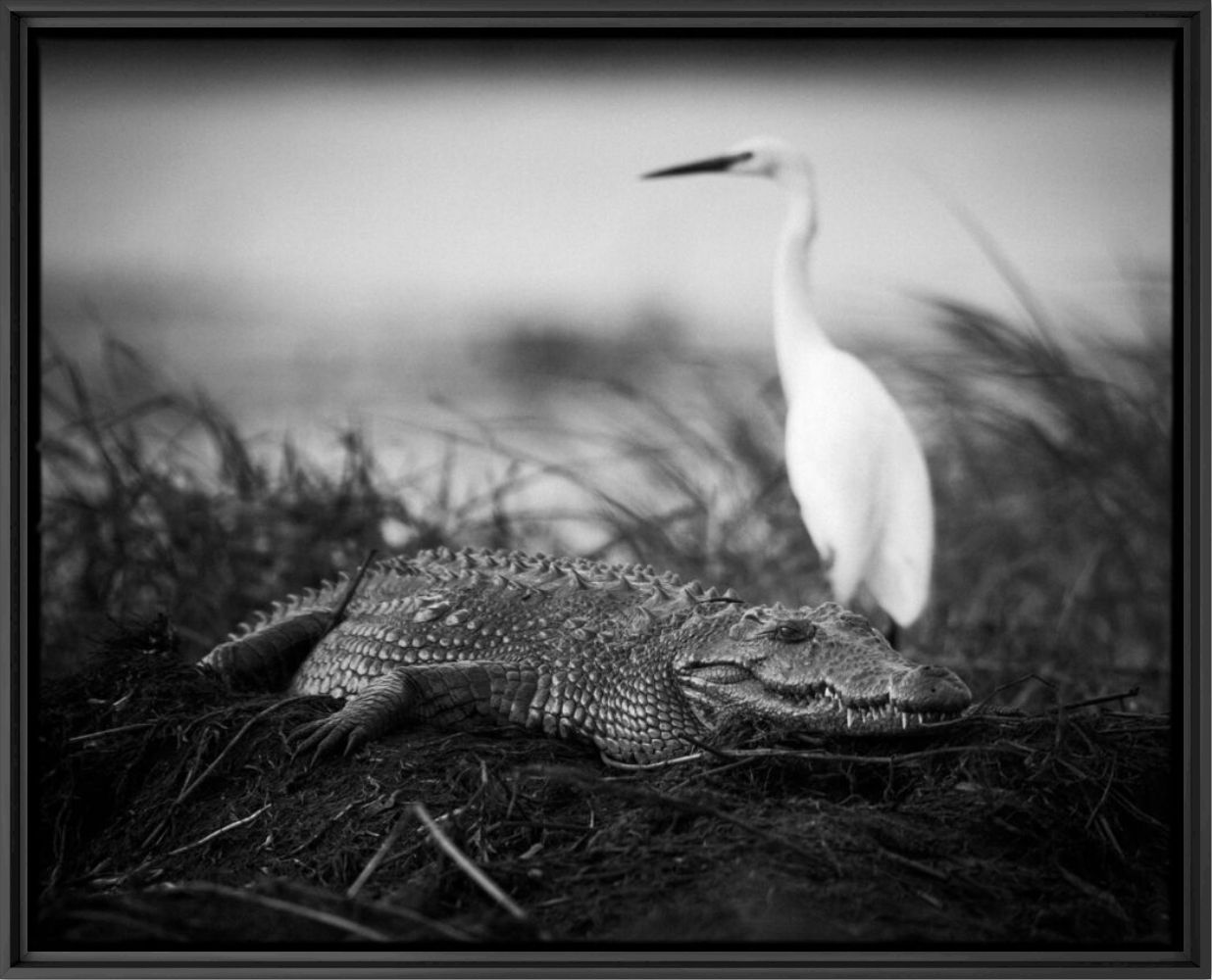 Crawl or Fly - LAURENT BAHEUX - Fotograf&iacute;a